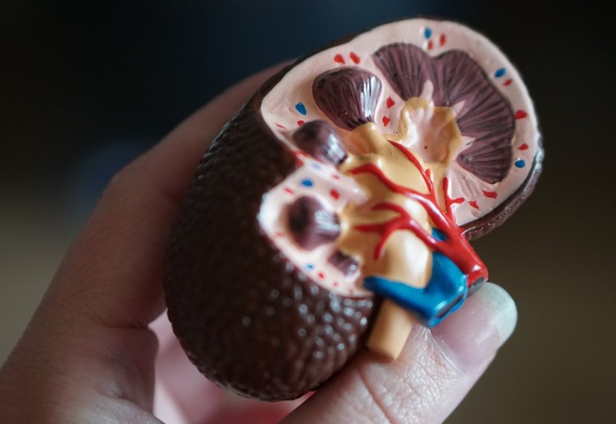 Urology kidney care model